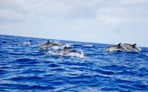 Dolphins swimming in the ocean near Terceira Island, Angra Do Heroismo.