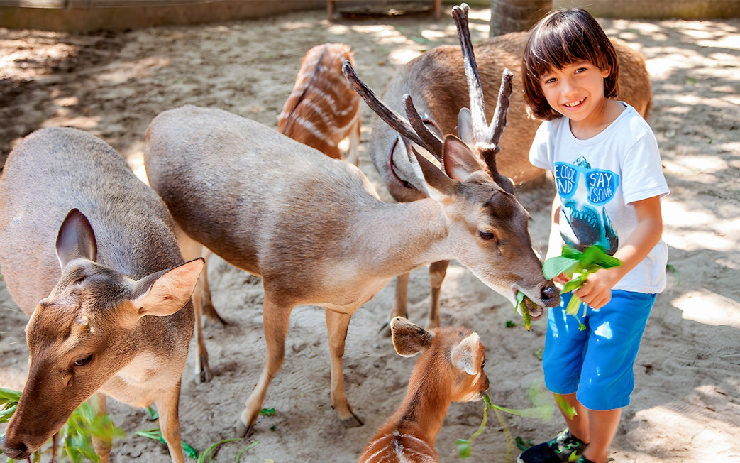 Boy feeding leaves to deer at Bali Zoo.