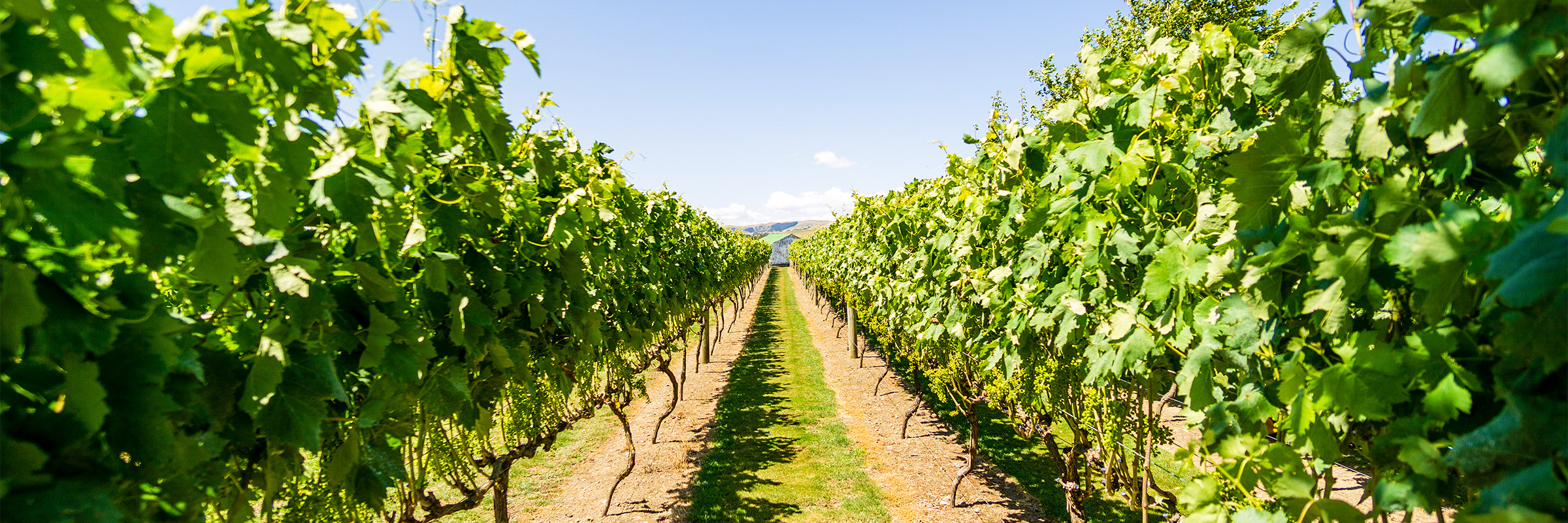 Cite Du Vin Exhibition In the Vines