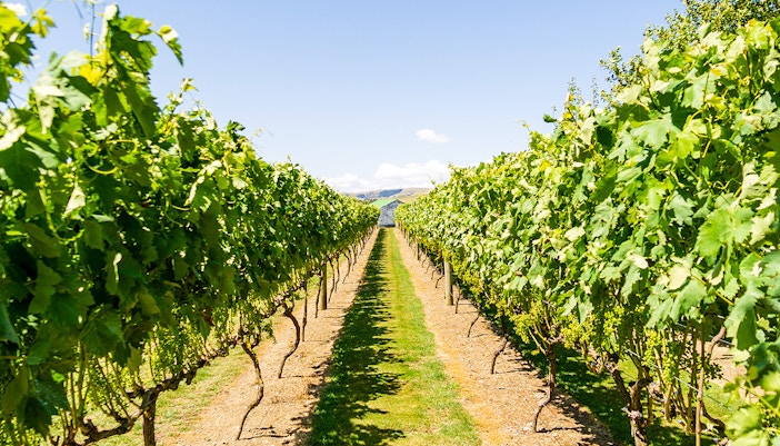Cite Du Vin Exhibition In the Vines