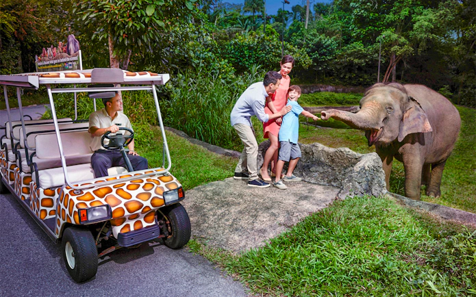 Family feeding elephant during Night Safari Singapore tour.