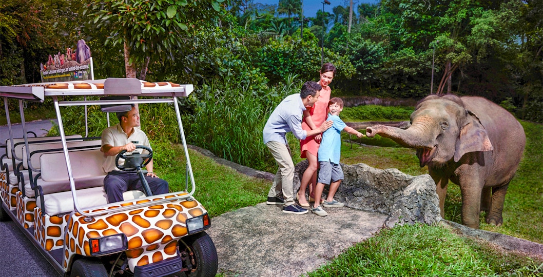 Family feeding elephant during Night Safari Singapore tour.