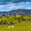 Waikato