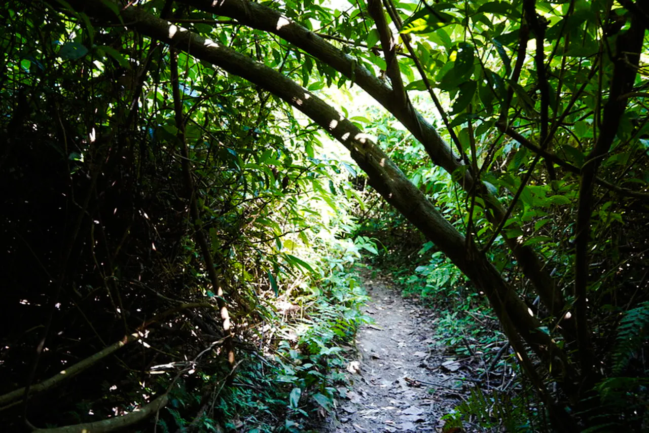 Trekking path through dense jungle on Cat Ba Island, Haiphong.