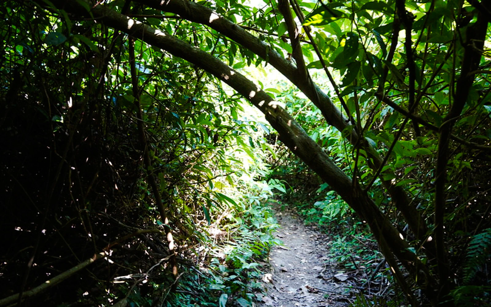 From Hanoi: 3-Day Cat Ba National Park Trekking and Lan Ha Bay Kayaking