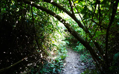 Trekking path through dense jungle on Cat Ba Island, Haiphong.