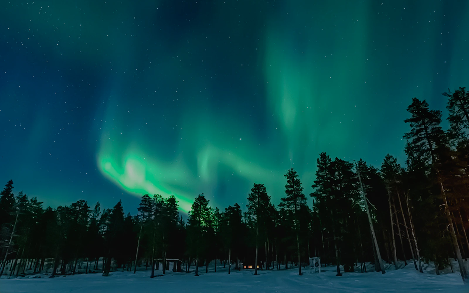 Northern Lights over a snowy forest with silhouetted trees.