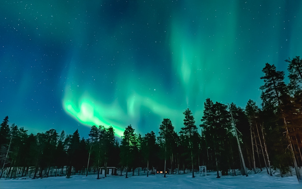 Northern Lights over a snowy forest with silhouetted trees.