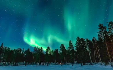 Northern Lights over a snowy forest with silhouetted trees.