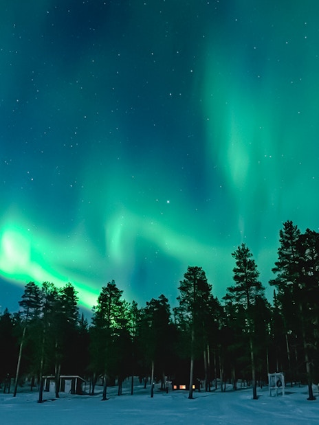 Northern Lights over a snowy forest with silhouetted trees.