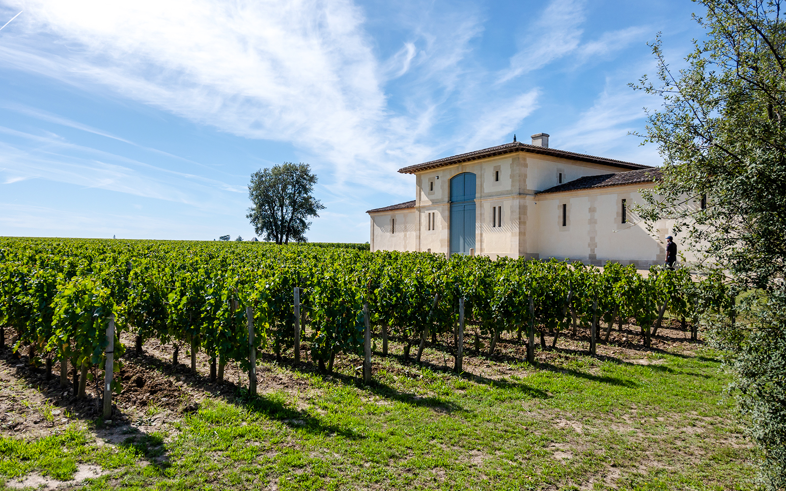 Vigne du Clos Montmartre, Paris