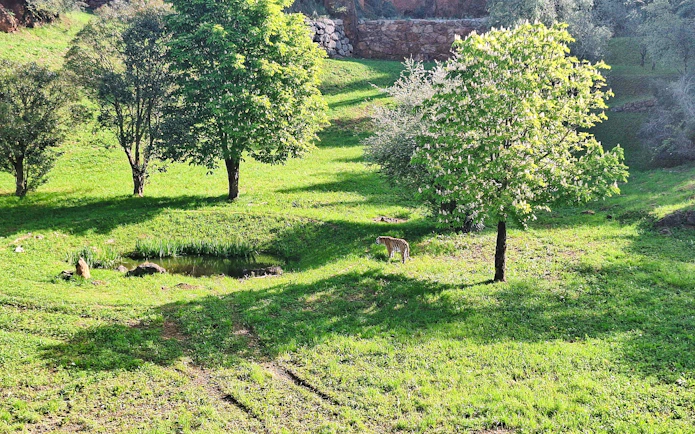 Tiger walking in a grassy area with trees at Cabárceno Nature Park.