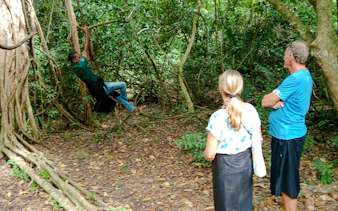 Guide demonstrating tree climbing in Kaya Kinondo Forest, Diani Beach.