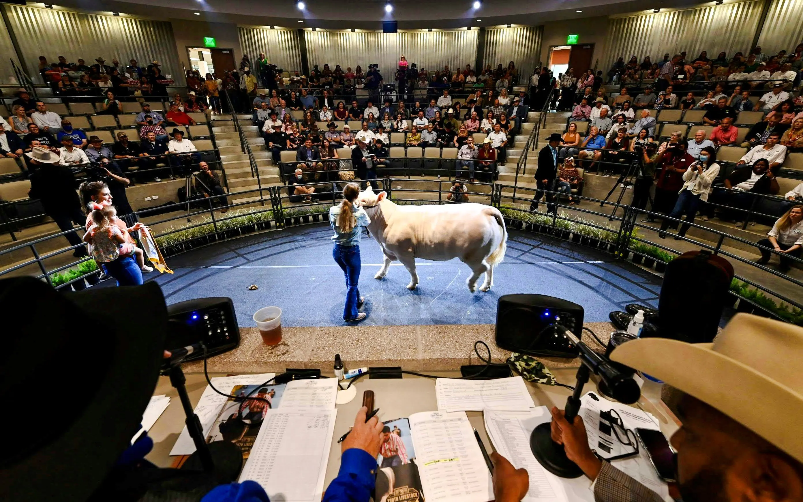 Cattle judging event at the State Fair of Texas with audience in amphitheater.