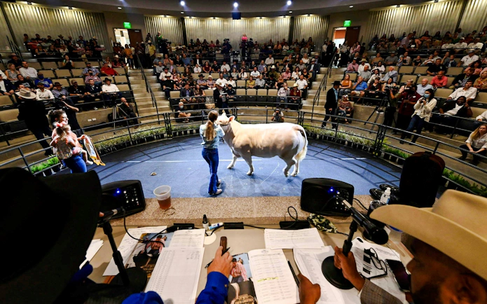 Cattle judging event at the State Fair of Texas with audience in amphitheater.