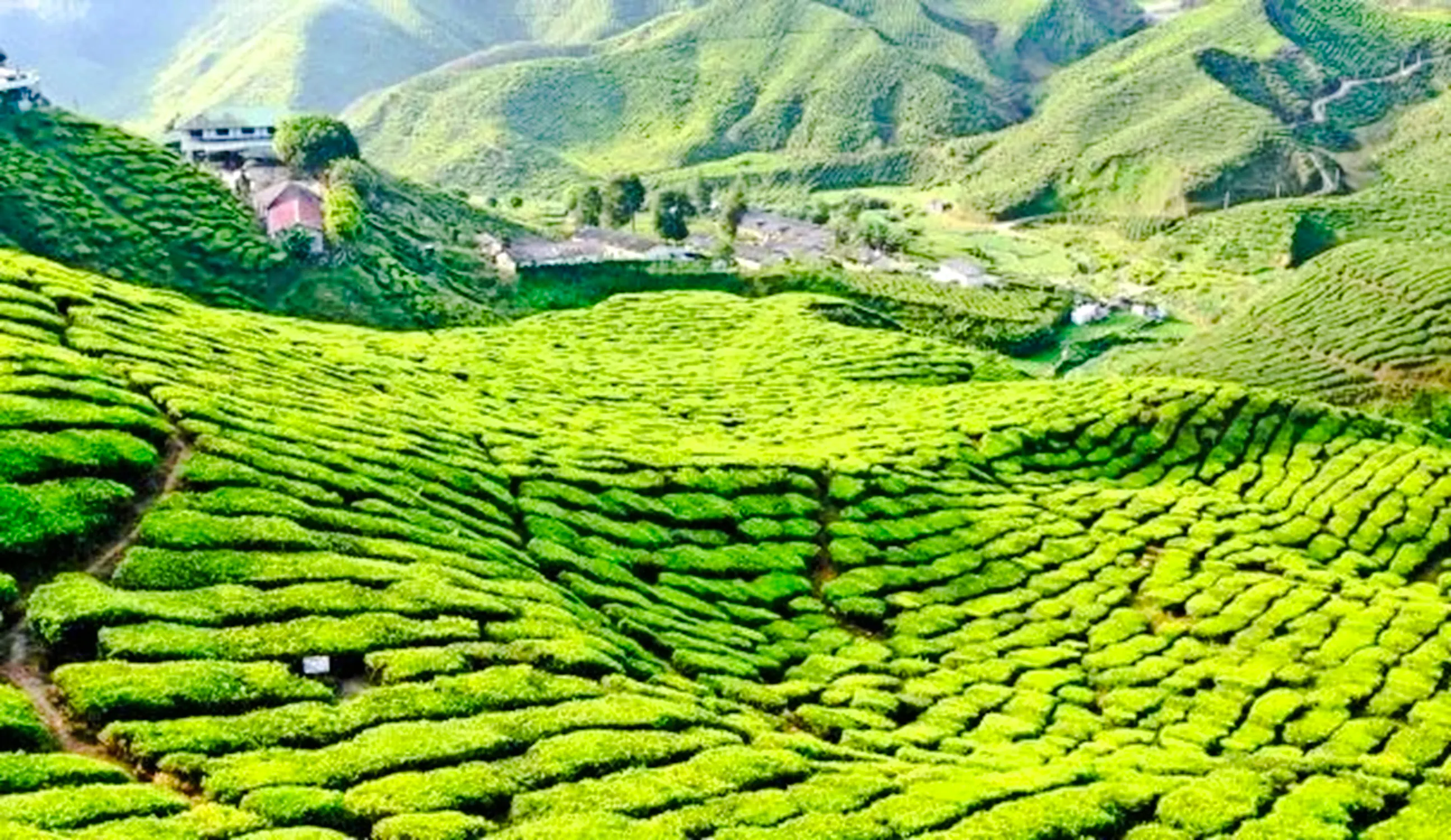 from kuala lumpur: private cameron highlands tour-9
