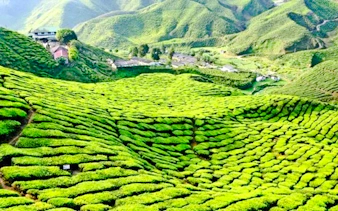 from kuala lumpur: private cameron highlands tour-9