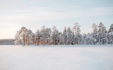 Frozen lake surrounded by snow-covered trees in Rovaniemi, Finland.