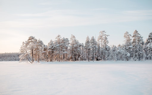 Frozen lake surrounded by snow-covered trees in Rovaniemi, Finland.