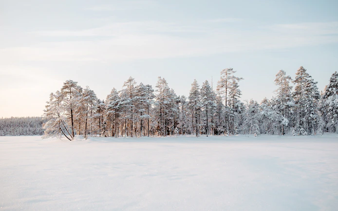 Frozen lake surrounded by snow-covered trees in Rovaniemi, Finland.