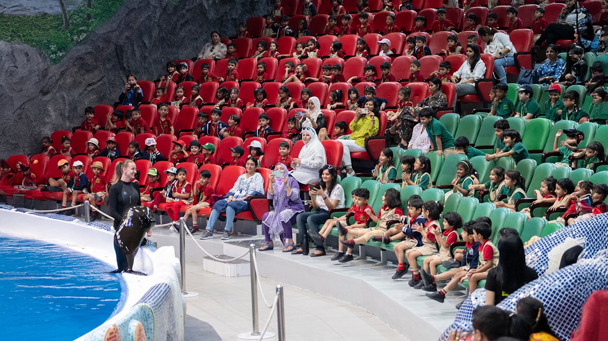 Couple of dolphins performing on a crowded day at Dubai Dolphinarium