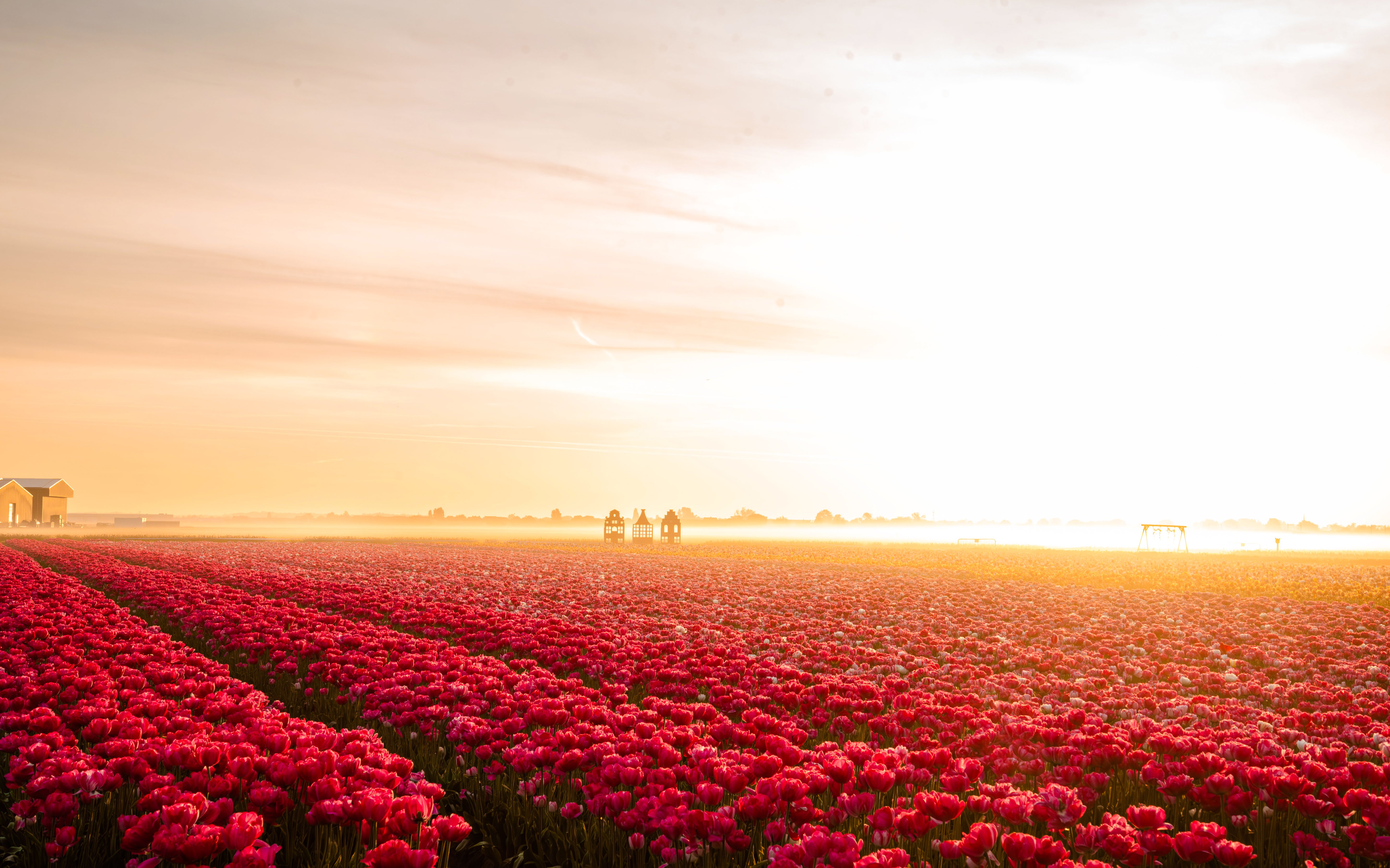 Sunset over tulip fields at the Tulip Experience Amsterdam show garden.