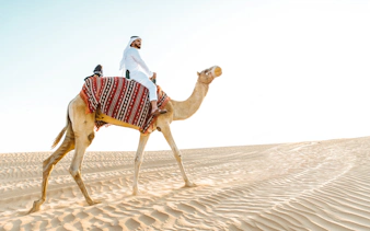 Camel ride through Abu Dhabi desert dunes.