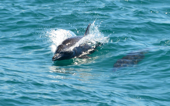 Dolphin swimming near catamaran on Manuel Antonio cruise, Costa Rica.