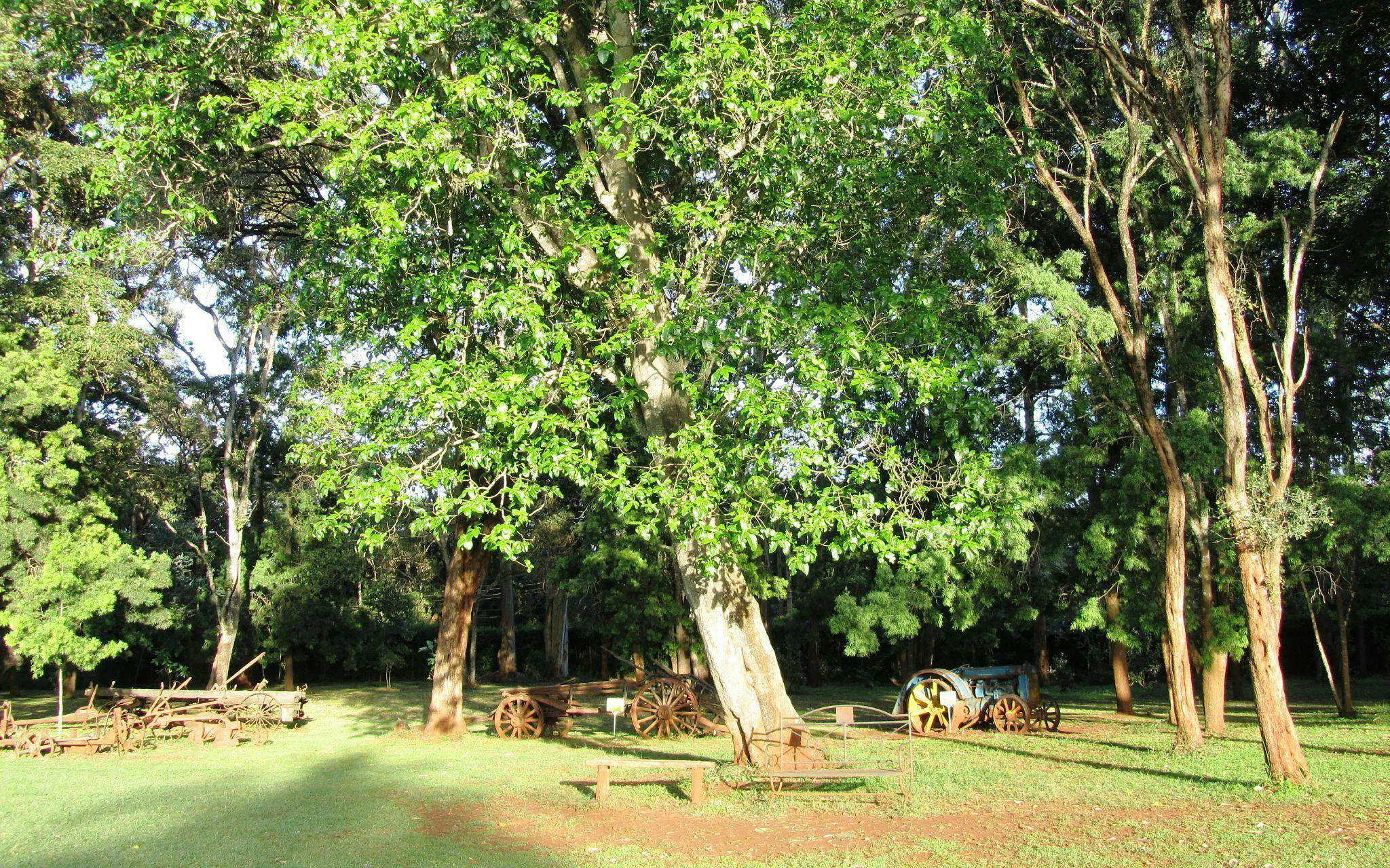 Karen Blixen Museum grounds with vintage farm equipment and lush trees.
