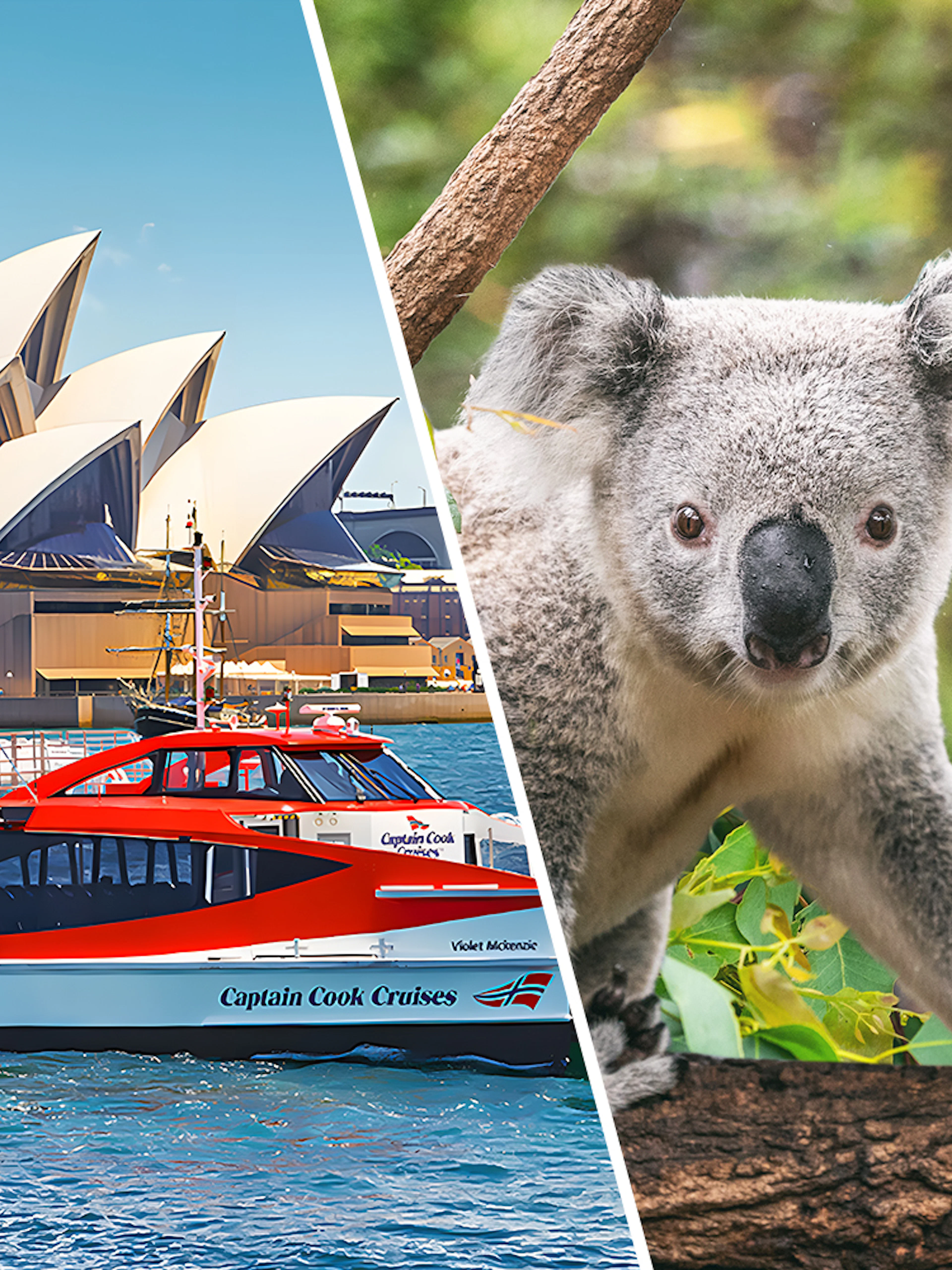 Sydney Opera House with Captain Cook Cruises ferry and koala at Taronga Zoo.