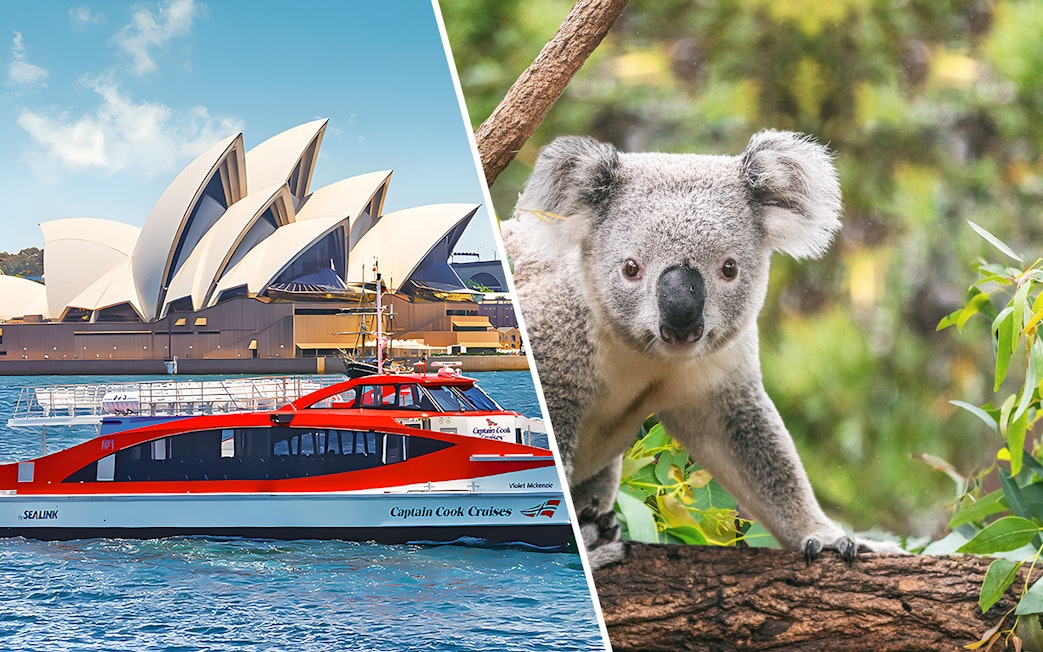 Sydney Opera House with Captain Cook Cruises ferry and koala at Taronga Zoo.