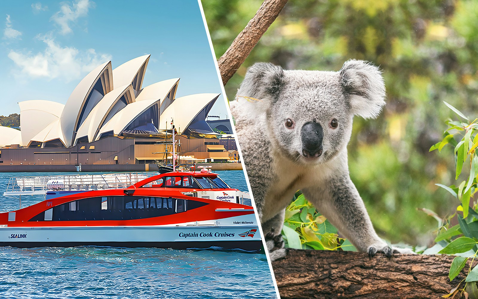 Sydney Opera House with Captain Cook Cruises ferry and koala at Taronga Zoo.