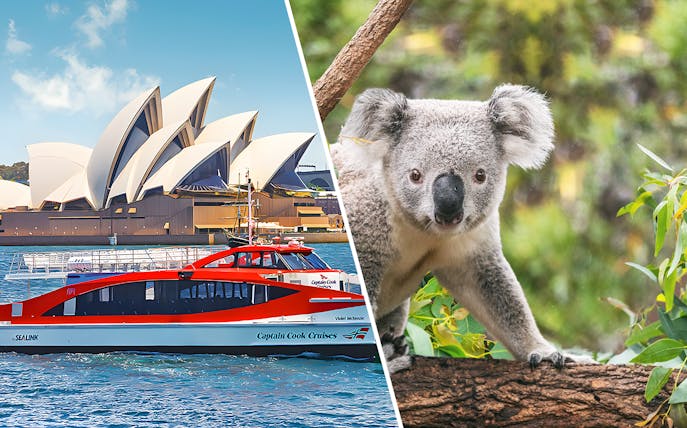 Sydney Opera House with Captain Cook Cruises ferry and koala at Taronga Zoo.