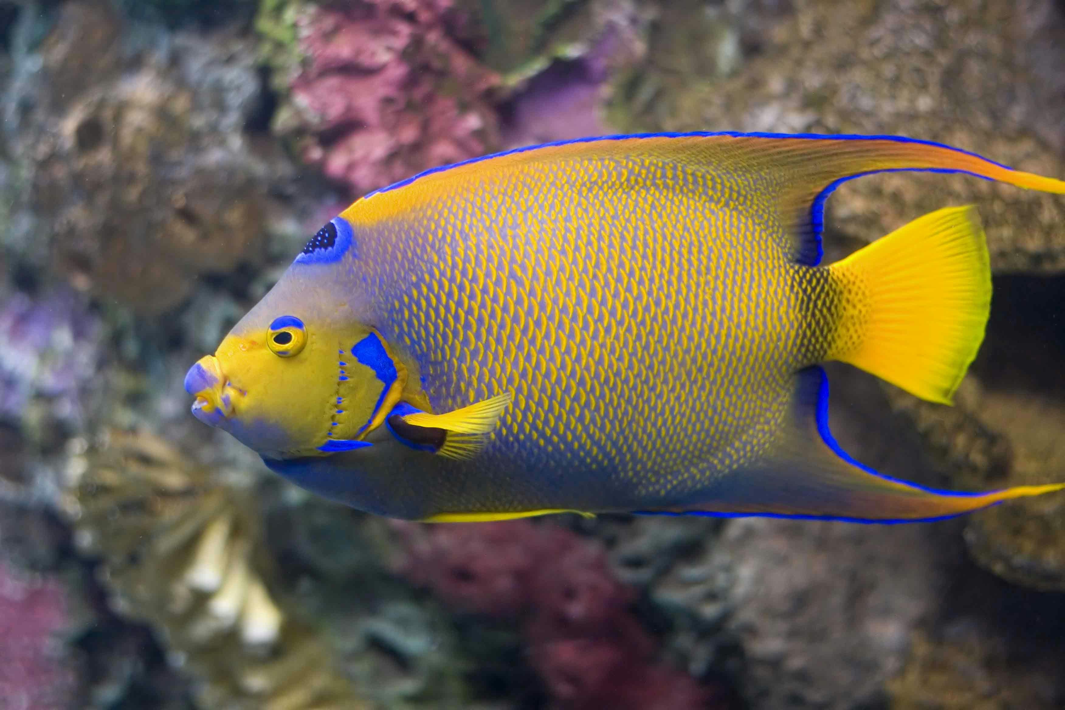 Queen Angelfish