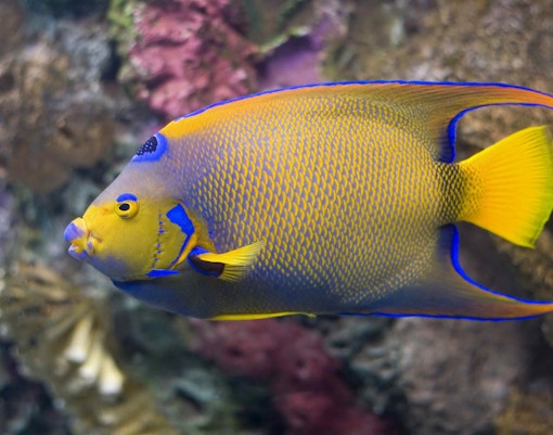Queen Angelfish - S.E.A Aquarium