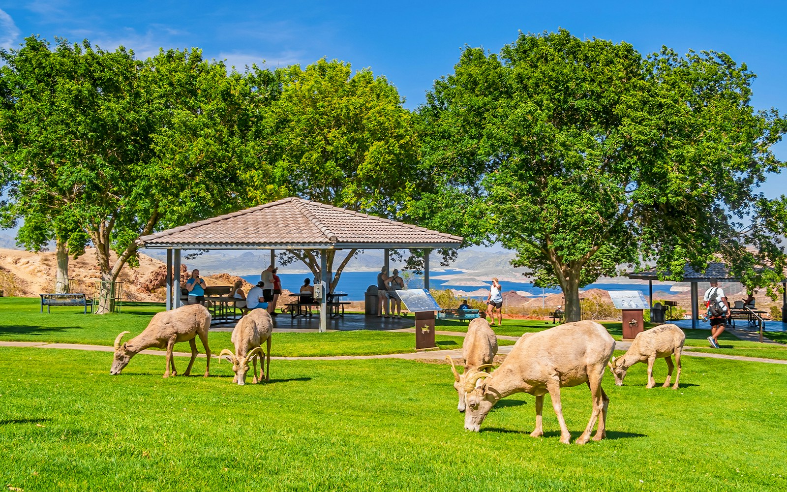 Big horn sheep grazing at Hemenway Park, Boulder City, Nevada.