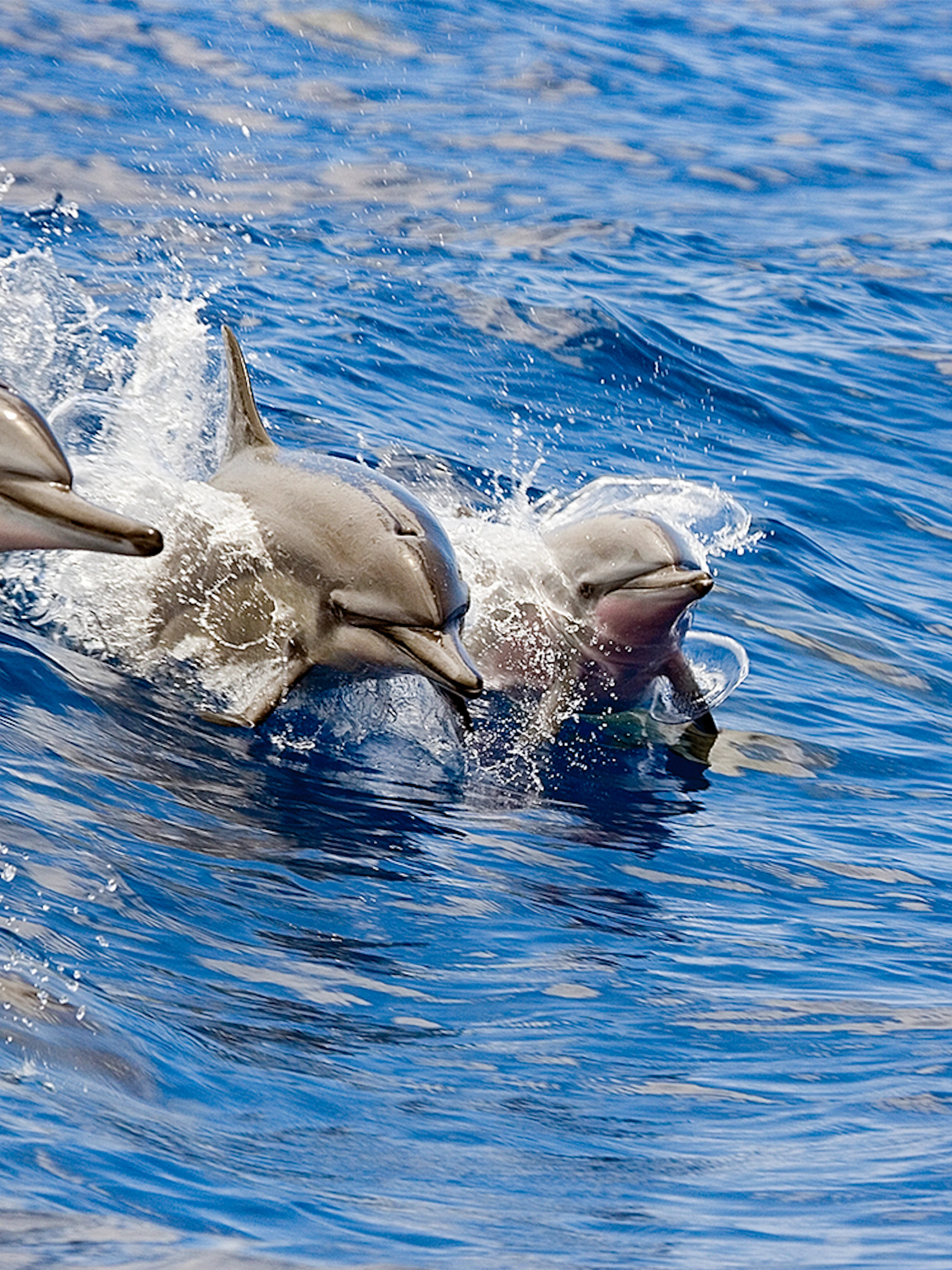 Dolphins swimming alongside a catamaran in Kona, Hawaii.