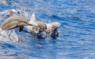 Dolphins swimming alongside a catamaran in Kona, Hawaii.