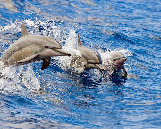 Kona Turtle or Dolphin Snorkeling by Sailing Catamaran (Product 52657)