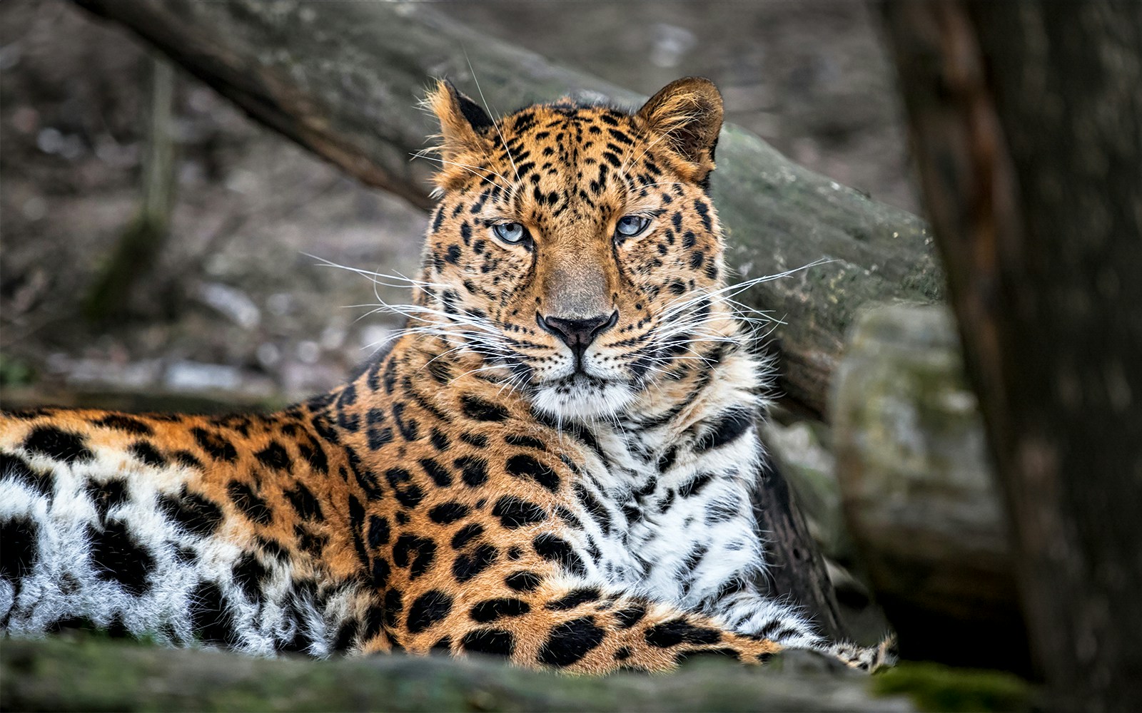 Amur leopard