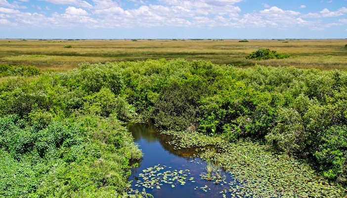 Freshwater slough with lush vegetation in Everglades National Park.