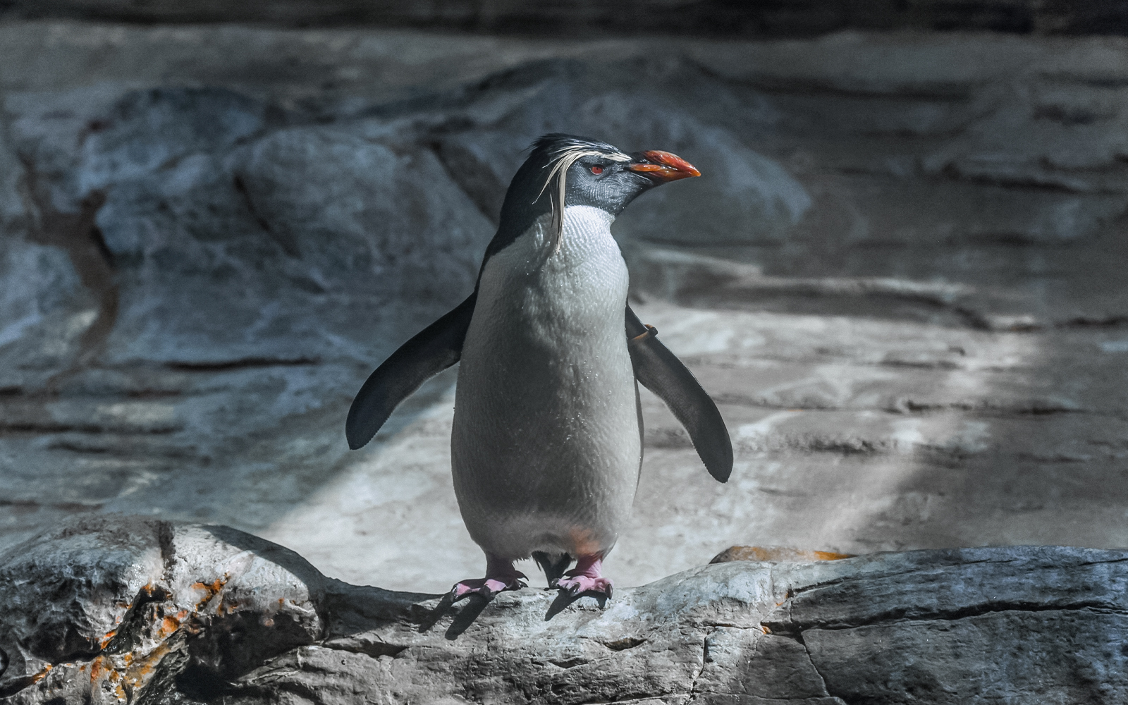 Northern rockhopper penguin standing on rocks at Schönbrunn Zoo.