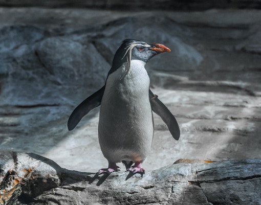 Northern rockhopper penguin standing on rocks at Schönbrunn Zoo.