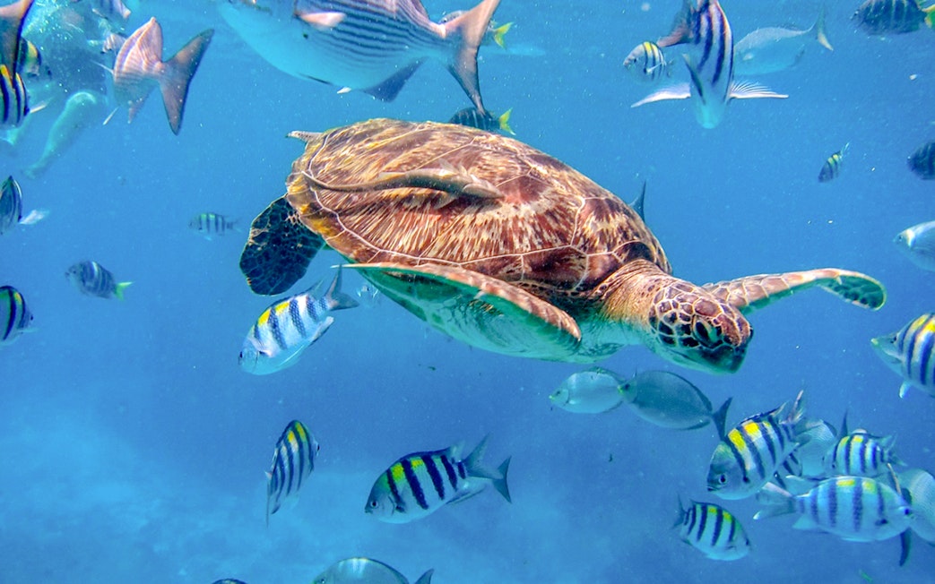 Sea turtle swimming with colorful fish at Similan Islands.