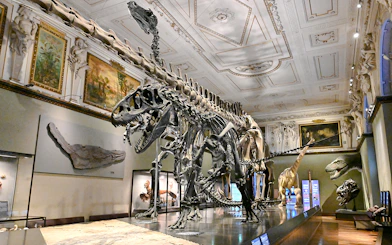 Dinosaur skeletons displayed inside Natural History Museum Vienna.