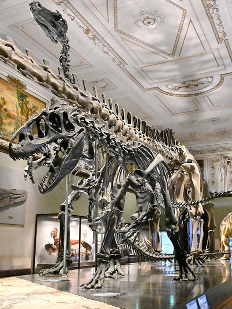 Dinosaur skeletons displayed inside Natural History Museum Vienna.