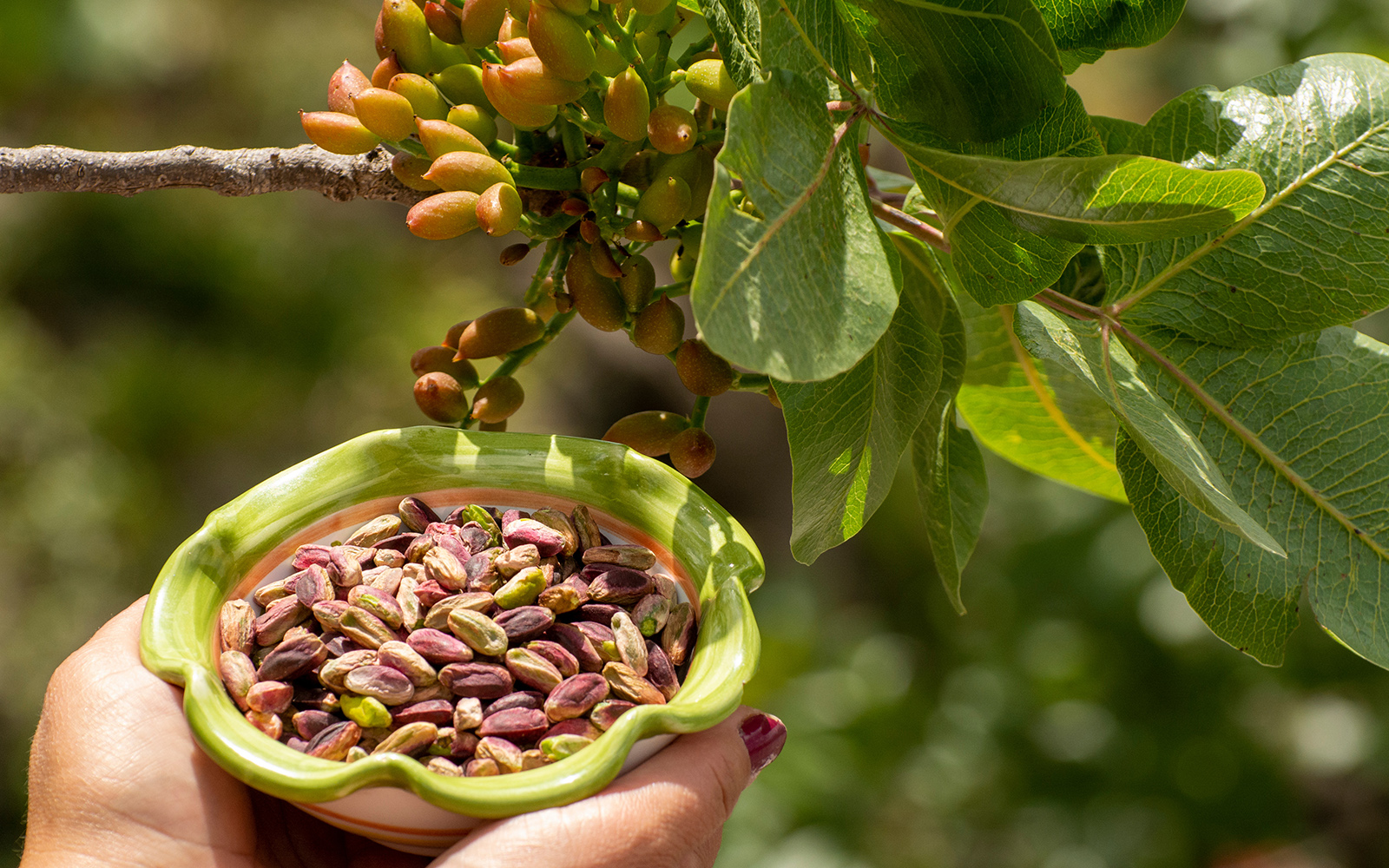 Pistachio Harvesting