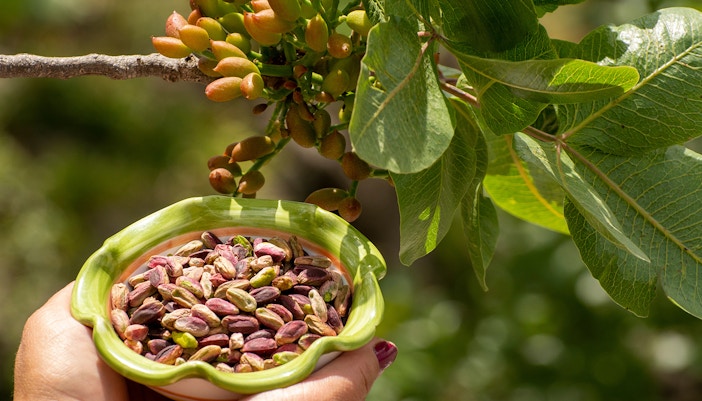 Pistachio Harvesting