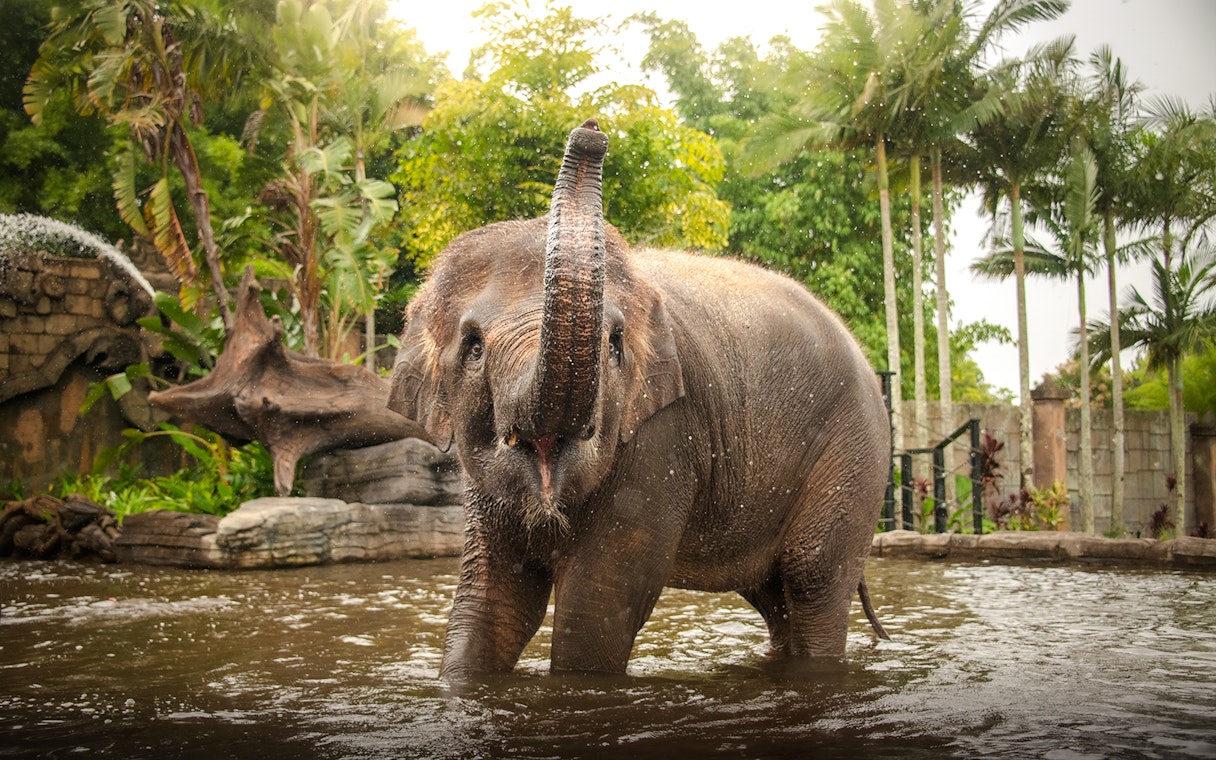 Elephant playing in water at Australia Zoo surrounded by lush greenery.