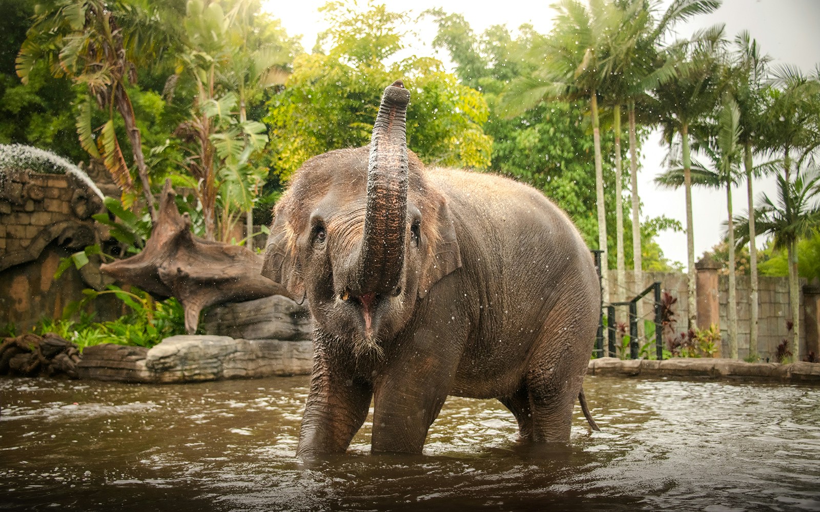 Elephantasia